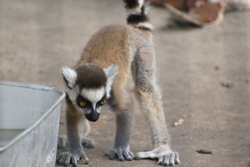 旭山動物園　ワオキツネザル