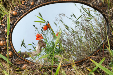 Old mirror in the field, reflection of woman hand and bouquet of red poppies and grass