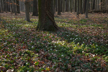 Buschwindr&ouml;schen (Anemone nemorosa), Nordrhein-Westfalen, Deutschland, Europa