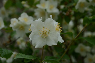 Fototapeta premium Jasmine flowers blossoming on bush in sunny day