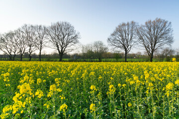 Blühender Raps (Brassica napus), Nordrhein-Westfalen, Deutschland, Europa