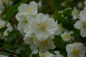 Fototapeta premium Jasmine flowers blossoming on bush in sunny day