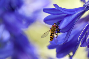Close up of a Marmalade hoverfly, Episyrphus balteatus, on blue Agapanthus flower, UK.  with a blurred blue background.
