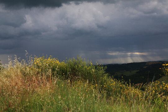 Temporale estivo in arrivo sulle colline modenesi, panorama con primo piano di cespugli fioriti di ginestre