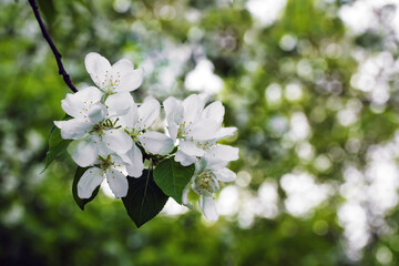 Beautiful flowering apple trees. background with blooming flowers in spring day.