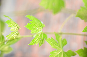 Green leaves hanging outside window in summer season