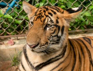 Caged Bengal Tiger in Thailand close up looking