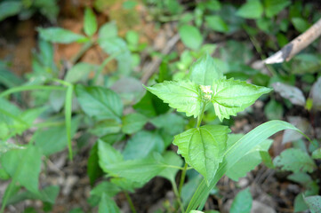 beauty in Nature close-up day Freshness Green colo