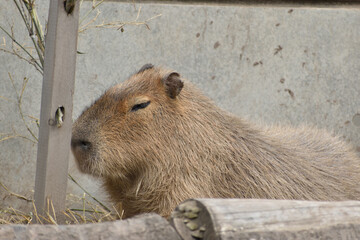 旭山動物園　カピバラ