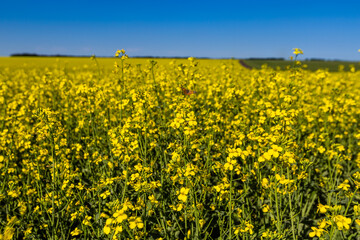 Vanessa cardui bright butterfly on yellow flowers of rape