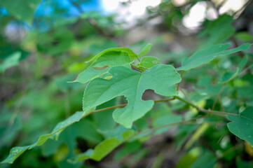 beauty in Nature close-up day Freshness Green colo