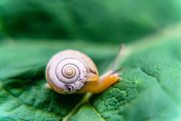 snail on a leaf