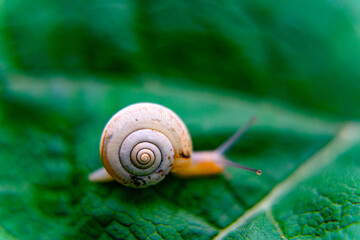 snail on a leaf