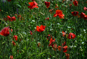 field of poppies