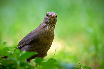 Common blackbird female, bird closeup (Turdus merula)