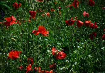 red poppy flowers
