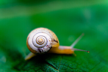 snail on a leaf