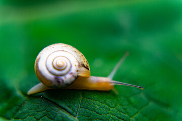 snail on a leaf