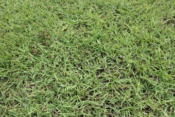 The background image of natural green lawn, green grass background