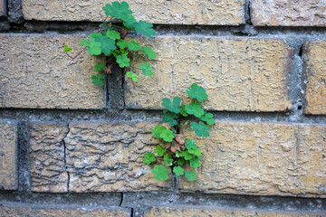 Small clover plants growing out of old cracked brick wall