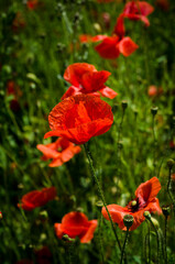 red poppy flowers