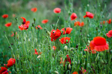 field of red poppies