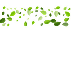 Mint Foliage Realistic Vector Background. Falling 