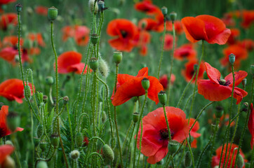 field of poppies