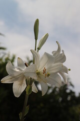 Fototapeta premium lys blanc au printemps