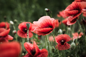 red poppy flowers