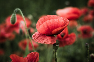 red poppy flower
