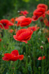 red poppy flower