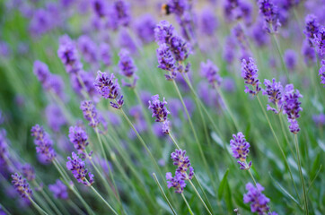 Obraz premium lavender field 