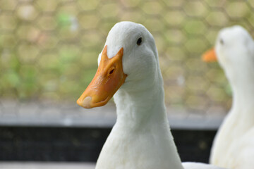 旭山動物園　アヒル