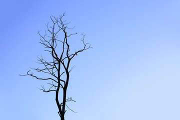 Suche drzewo na tle niebieskiego nieba.