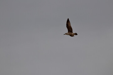 seagulls flighting over the sea