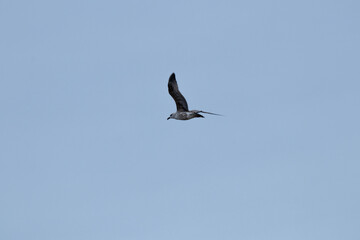 seagulls flighting over the sea