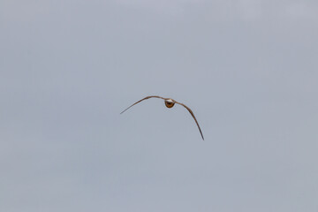 seagulls flighting over the sea
