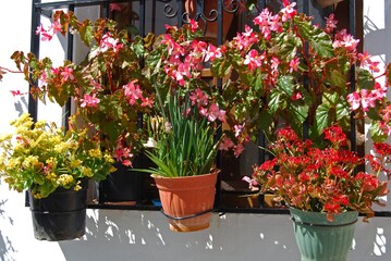 Typical window with plants in pots in a whitewashed village, Frigiliana, Andalusia, Spain.