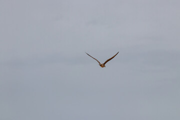 seagulls flighting over the sea