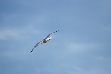 seagulls flighting over the sea