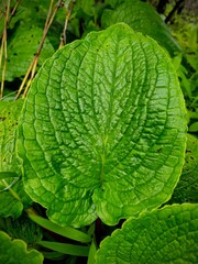 close up of green leaves