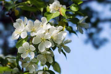 Beautiful flowering apple trees. background with blooming flowers in spring day.