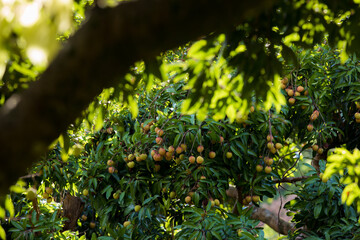 Lychee fruits in growth on tree