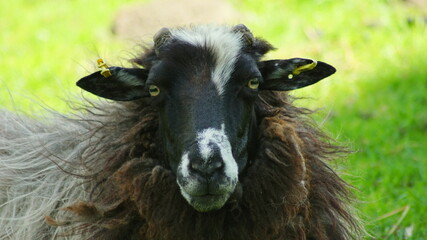 Schaf - Profilbild zum schocken...