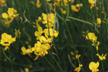 Obraz premium Cespugli di ginestra in fiore sulle colline modenesi