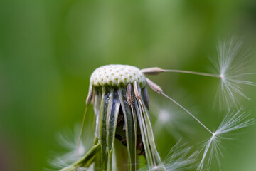 Macro view of dandelion seeds on a green background