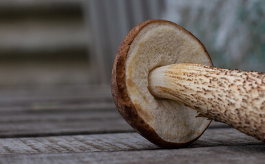 Close-up on the bottom of the mushroom cap, boletus