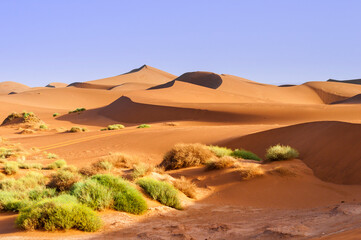 Fototapeta na wymiar Sand dunes in the Sahara / Sand dunes with grass in the Sahara, Morocco, Africa.