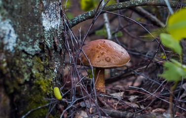 Large mushroom, birch bark, in the spring birch forest, grows in dry leaves